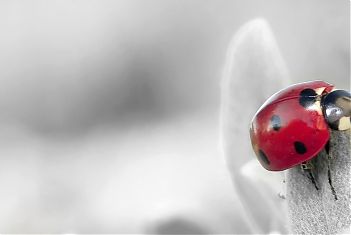 Grijze achtergrond met een rood lieveheersbeestje