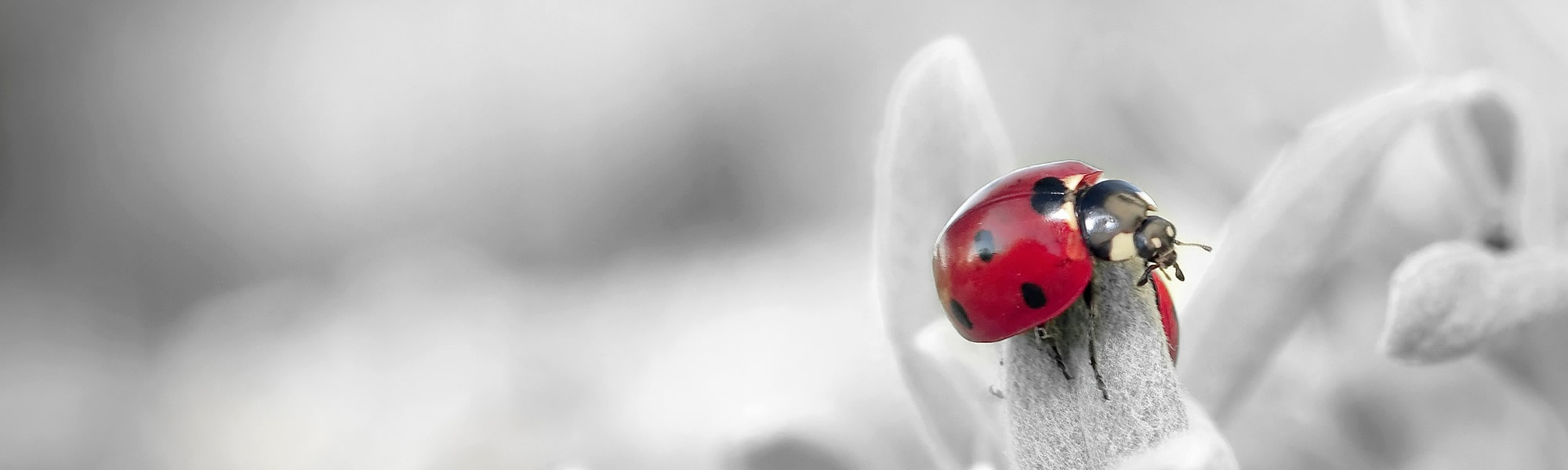 Grijze achtergrond met een rood lieveheersbeestje
